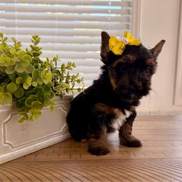 Yellow collar - Black and tan female Yorkshire Terrier puppy in Dallas, North Carolina from Yorkie Fever