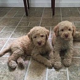 Australian Labradoodles from Delaware Doodles