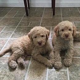 Australian Labradoodles from Delaware Doodles