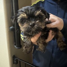Boy 1 - Black and gold male Yorkshire Terrier puppy in Riverside, California from Playful Puppies