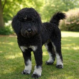 June Bug - Phantom female Bernedoodle puppy in Fairfield, Illinois from Positively Doodles