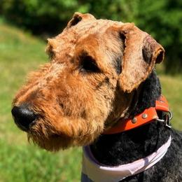 Lee Roy - Airedale Terrier