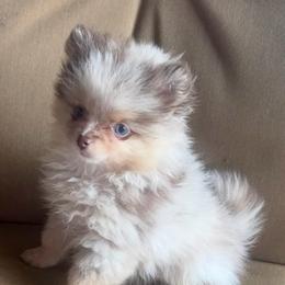 Reba - Chocolate merle female Pomeranian puppy in Gainesville, Texas from Pomtastic Pomeranians