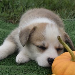 Pembroke Welsh Corgi puppies from Berry Hill Corgis