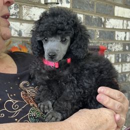 Poodle Puppies from Erisse Poodles