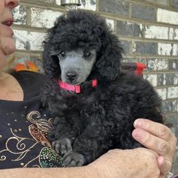 Poodle Puppies from Erisse Poodles