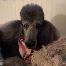 Poodles from Lori's Poodles