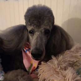 Poodles from Lori's Poodles