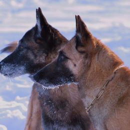 Belgian Malinois All Grown Up from Element Belgians
