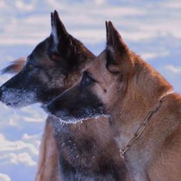 Belgian Malinois All Grown Up from Element Belgians