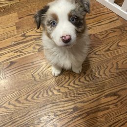 Australian Shepherd Puppies from Spring Creek Pups