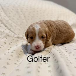 Golfer - Cream male Australian Labradoodle puppy in Alamo, Texas from QuiSal Labradoodles