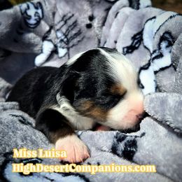 Girl 3 - female Toy Australian Shepherd puppy in Dolan Springs, Arizona from High Desert Companions
