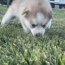 Pomsky Puppies from Promise Land Pomskies