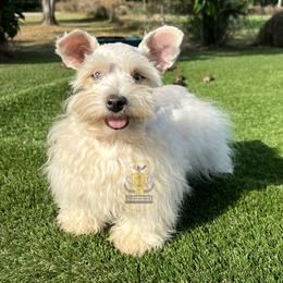 Mercedes - Miniature Schnauzer
