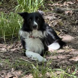 Beaux - Border Collie