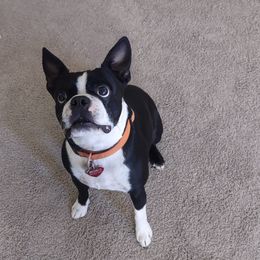 Boris - Boston Terrier