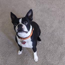 Boris - Boston Terrier