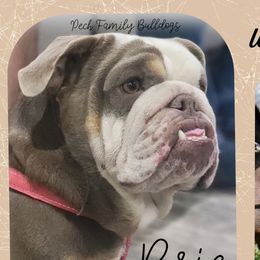Brie - Bulldog