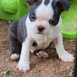 Rigatoni - Black brindle and white male Boston Terrier puppy in Griffin, Georgia from Celtic Performance Bostons