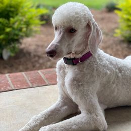 Goldendoodles and Poodles from Doodle Dynasty