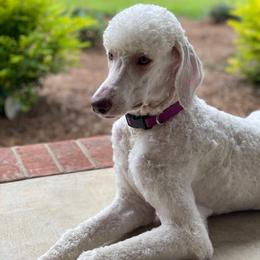 Goldendoodles and Poodles from Doodle Dynasty