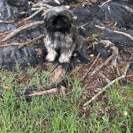 Kingston Kouture - Sable male Shih Tzu puppy in Trinity, North Carolina from Trinity Shih Tzu