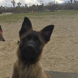 Belgian Malinois and German Shepherd Puppies from War Cry German Shepherds