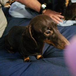 Carmenelle - Dachshund