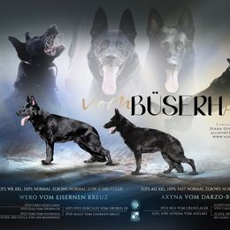 German Shepherd puppies from Büserhaus Working Dogs