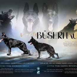 German Shepherd puppies from Büserhaus Working Dogs