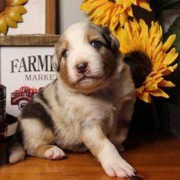 Australian Shepherd Puppies from Cooper Ridge Aussies