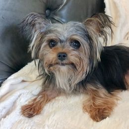 Yorkshire Terrier Puppies from The Yorkies and Us