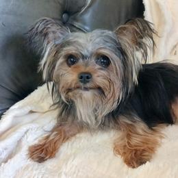 Yorkshire Terrier Puppies from The Yorkies and Us