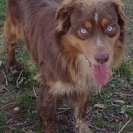 Australian Shepherds from Eagle Valley Australian Shepherds