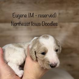 Eugene - Parti male Goldendoodle puppy in Cedar Falls, Iowa from Northeast Iowa Doodles