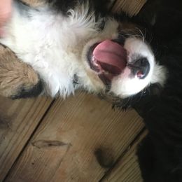 Bernese Mountain Dog Puppies from D’S Bernese Mountain Dogs