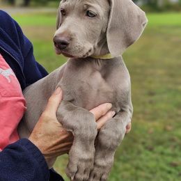 Weimaraner Puppies from Sterling Hill Weimaraners