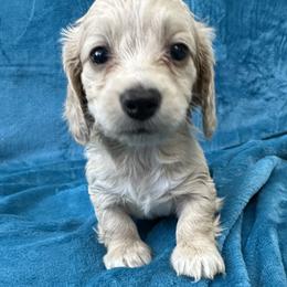 Sullivan - Cream male Dachshund puppy in Memphis, Tennessee from River City Doxies