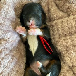 Red collar - Black and white female Shihpoo puppy in Millsap, Texas from Gaston’s Posh Poodles and Doodles