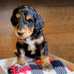 Martha Mae - Merle Goldendoodle puppy in Lebanon, Oregon from Goldenvalley Doodles