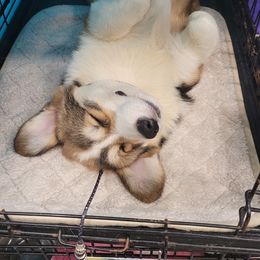 Pembroke Welsh Corgi Puppies from Cattal Corgis