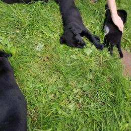 Labrador Retriever Puppies from Copper Creek Outfitters and Kennel