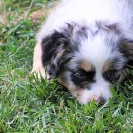 Miniature Australian Shepherd Puppies from LongMile Aussies