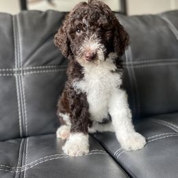 Aussiedoodle and Goldendoodle Puppies from Cuddly Doodles