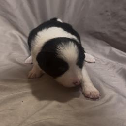 Sweet Pea - Black and white female Border Collie puppy in Lebanon, Oregon from Cahill’s Canines