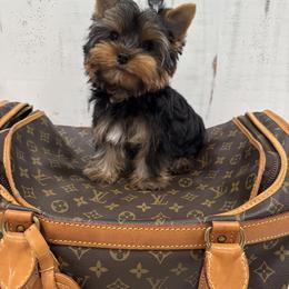 Biewer Terrier and Yorkshire Terrier Puppies from Coastal Yorkshire Terrier Yorkies & Biewer Terriers