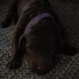 Urchin - Brown female Poodle puppy in Veneta, Oregon from Jackalope Poodles