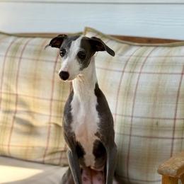 Maybe - Italian Greyhound