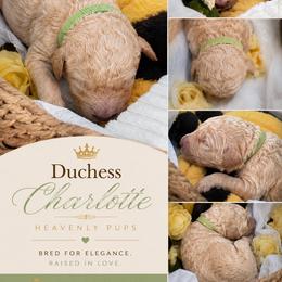Duchess Charlotte - Apricot female Goldendoodle puppy in Duluth, Minnesota from heavenly Pups kennel